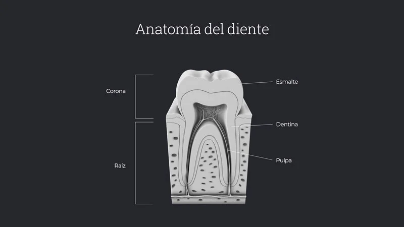 Anatomía del diente - Blog Salud Bucal